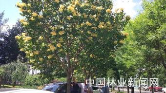 国产丁香网